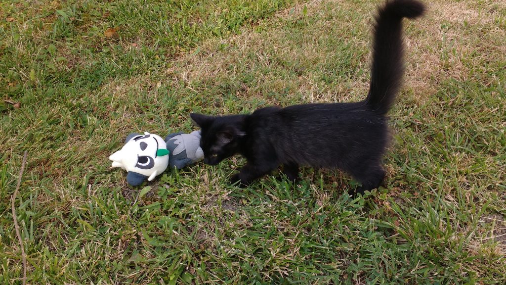 Pandespiegle abattu par un chat !