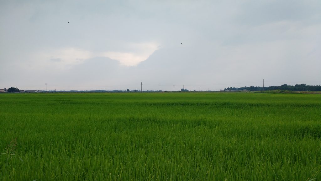 Rizières italiennes