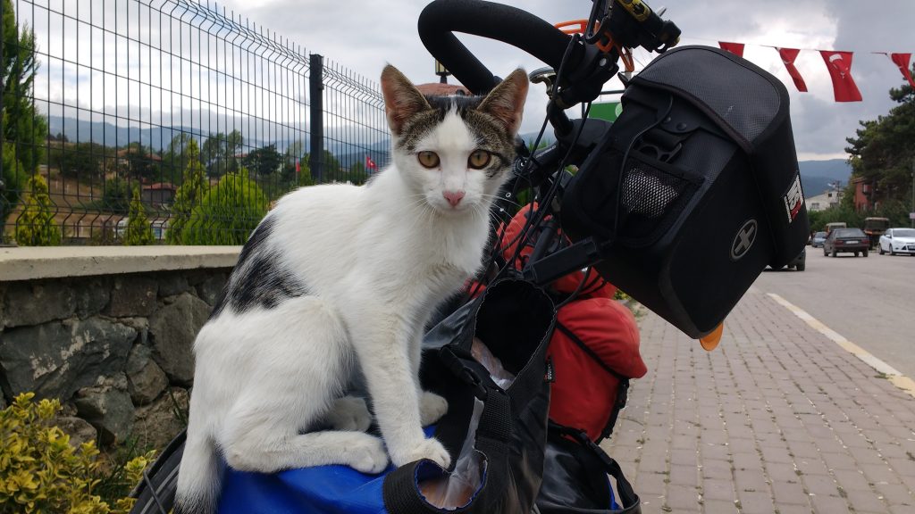 Petit chat en Turquie